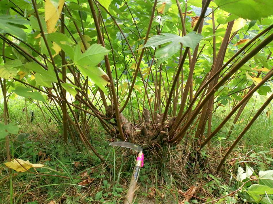 ていねいに除草