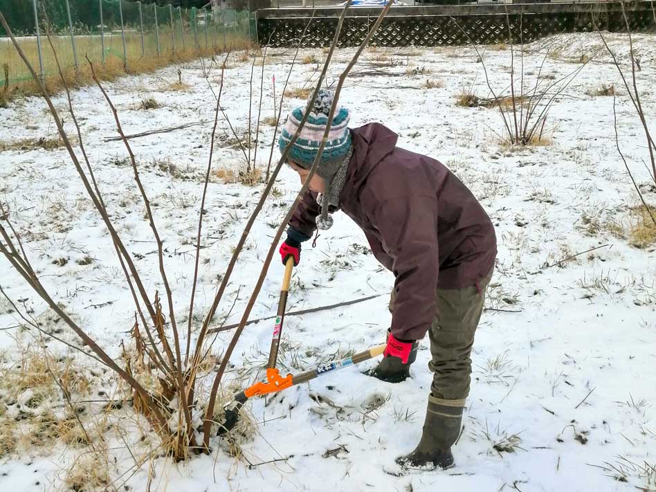 コウゾ刈り取り