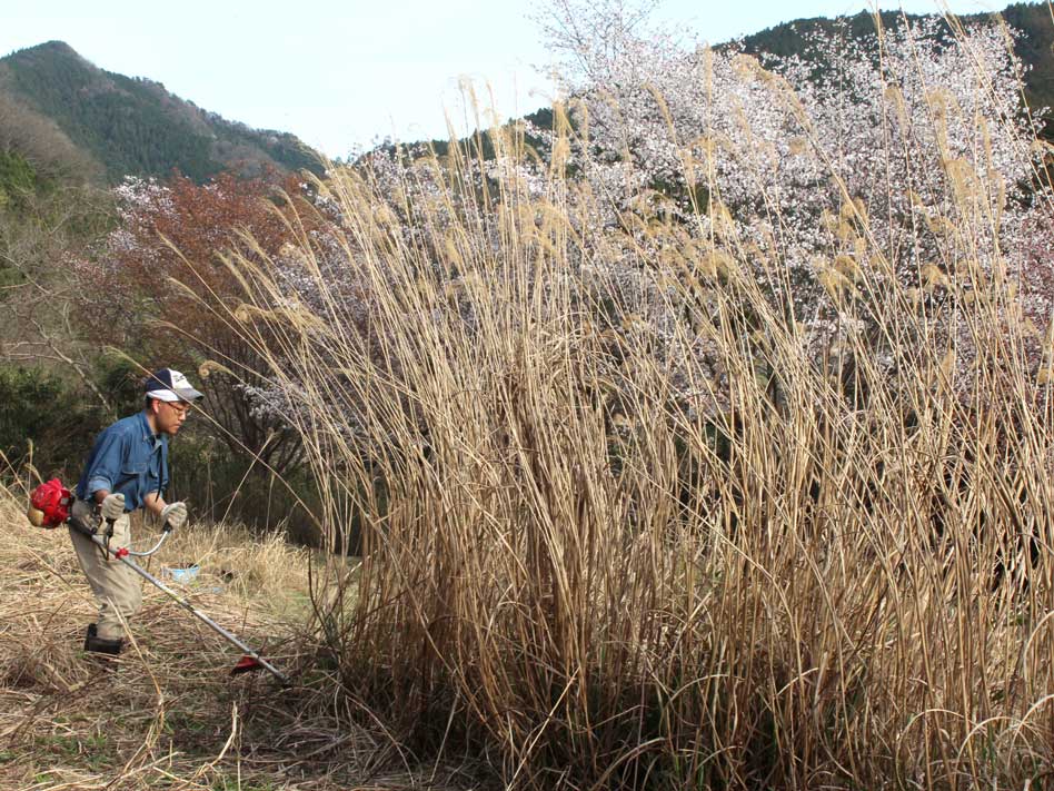 耕作放棄地を開墾